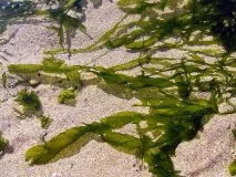 Водорості Чорного моря - унікальна морська флора, Крим на чорного