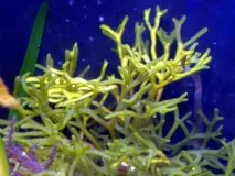Водорості Чорного моря - унікальна морська флора, Крим на моря