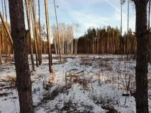 Чергове екологічне свавілля – під Воронежем понад рік вирубуються гектари лісу екологічне
