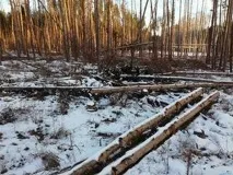 Чергове екологічне свавілля – під Воронежем понад рік вирубуються гектари лісу свавілля