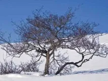 Огляд глоду криваво червоного корисні властивості, посадка та догляд за рослиною огляд