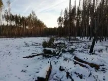 Чергове екологічне свавілля – під Воронежем понад рік вирубуються гектари лісу екологічне