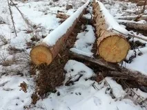 Чергове екологічне свавілля – під Воронежем понад рік вирубуються гектари лісу воронежем