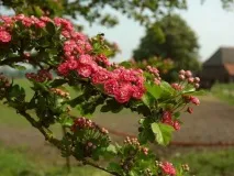 Огляд глоду криваво червоного корисні властивості, посадка та догляд за рослиною огляд