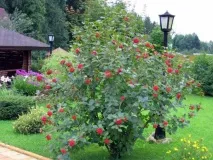 Огляд ягідних чагарників для дачі барбарису, лохини, айви японської та жимолості дачі