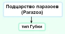 Характеристика типу Губки, Дистанційні уроки губки