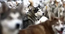 хаскі