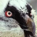 Хоттабич - пошук слів за маскою та визначенням, відповіді на сканворди хоттабич