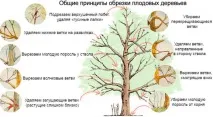 Яблуня Уральський наливний опис, посадка та догляд, фото опис