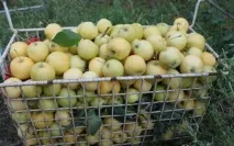 Яблуня Уральський наливний опис, посадка та догляд, фото уральський