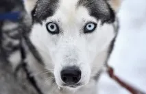 чудовий