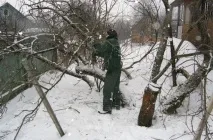 Яблуня Уральський наливний опис, посадка та догляд, фото опис