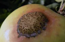 Яблуня Уральський наливний опис, посадка та догляд, фото наливний
