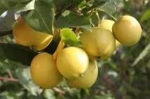 Яблуня Уральський наливний опис, посадка та догляд, фото опис