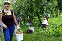 Яблуня Уральський наливний опис, посадка та догляд, фото опис