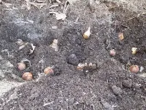 Хіонодокс посадка і догляд, Веселий урожайник догляд