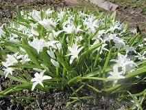 Хіонодокс посадка і догляд, Веселий урожайник урожайник