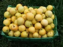 Яблуня Уральське Наливний опис сорту, фото, особливості уральське