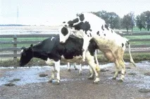 За що у селі міських не люблять міських