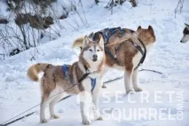Заїзд на собачій упряжці - SECRET SQUIRREL заїзд
