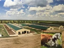 ЗАТ «Кіровський кінний завод», Тваринництво, Молочне тваринництво тваринництво
