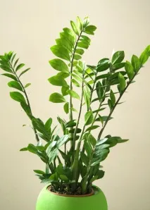 zamioculcas