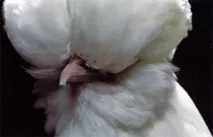 життя