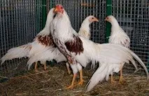 курей