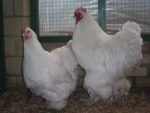 життя