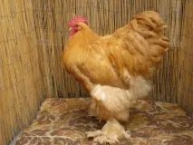 курей
