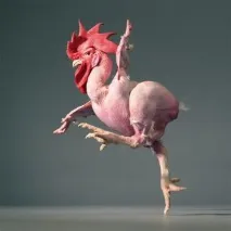 курей