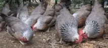 курей