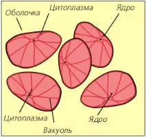 едноклетъчни