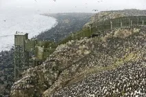 Острів Тюлень Тюлень