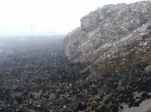Острів Тюлень морських