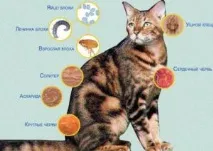 Звідки у домашнього кота глисти причини та профілактика кота