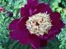Півонія японський посадка та догляд, популярні сорти, фото півонія