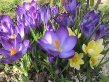 Перші весняні квіти – галантуси, крокуси, цибулинні іриси, Аромати та квіти для здоров’я-краси. квіти