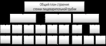 Перехід стравоходу до шлунка стравоходу