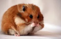 закладу
