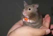 закладу