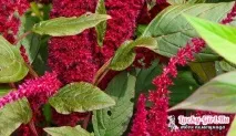 Користь та шкода амарантової олії амарантової