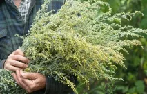 Полин гіркий, шовковистий, який ще буває, лікувальні властивості, як виглядає, в якій зоні росте гіркий