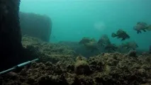 По водне морське полювання на чорному узбережжі Криму та Краснодарського краю водне