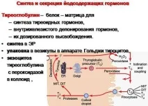 щитовидната