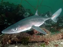 По водне морське полювання на чорному узбережжі Криму та Краснодарського краю морське