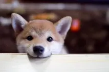 коли