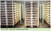 П’ять факторів успішного пророщування картоплі - Журнал - Картопляна система факторів