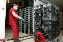 вибою