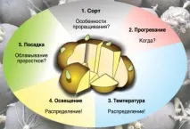 П’ять факторів успішного пророщування картоплі - Журнал - Картопляна система картоплі